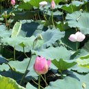 창녕 팔락정 이미지