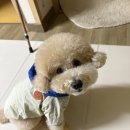 마레동물병원 | 2025. 10,11,12월 젤리 기록