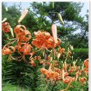 2012. 11. 18 오늘의 탄생화 - 산나리(Hill Lily) - 꽃말 - 장엄 , 순결 이미지