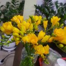 프리지아A | 봄을 알리는 향기로운 꽃 - 프리지아 이야기