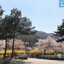 "벚꽃 축제 일정 변경, 이번주 시작"... 3월말 놓치면 안 될 벚꽃 명소는 어디? 이미지