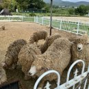 통도승마랜드 | 카페해운 | 울산 부산 근교 양산 무료 동물 카페