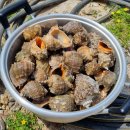 배가정원민박 이미지