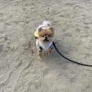 희야네 애견미용실 이미지