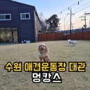 수원-1220 | 수원 애견 운동장 대관 프라이빗 한 "멍캉스" 내부시설 퐁당 솔직후기