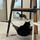 고양이 생활 호텔 | 인천 산곡동 고양이 호텔, 냐홍