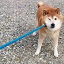 블루밍 그루밍 | [공지] [일상일기] 6/5~6/11 일상 : 화냐 결혼식 겸 포항여행, 포항소금구이, 해운대조개, 명주정원