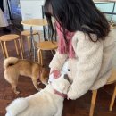 녹사평대로40길 | 이태원 / 녹사평역 이색카페추천 | 시바견이 있는 더미쓰리 솔직후기