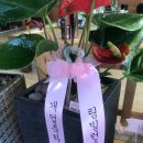 머그면 돼지 이미지