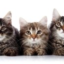 고양이눈 이미지