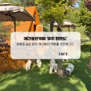 [파주] 넓은 운동장이 있는 애견 동반 카페 '파주 팜랜드' 내돈내산 후기