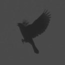 Blackbird 이미지