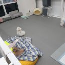 폴인럽 애견&고양이 미용 돌봄&호텔 이미지