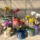 라피오레 이미지