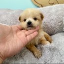 F4 | [포인핸드/강릉동물사랑센터] 이호떡과의 첫 만남