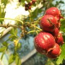 산사나무 효능 산사나무 [Crataegus pinnatifida]:아가위나무라고도 함. 이미지