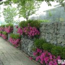 채움미담