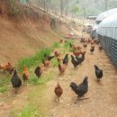 친환경 염소농장 이미지