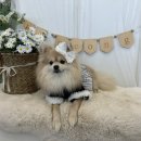 Hi-mung 이미지