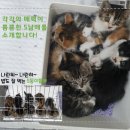 용인시동물보호센터 이미지