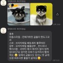 댕댕토피아 이미지