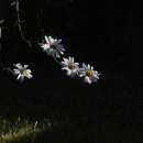 강진민박 이미지