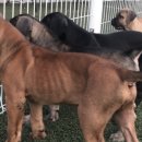 누구보다 소중하개 이미지