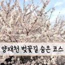 양재천 벚꽃 숨은 진입코스 매봉역 말고 여기! 아이랑 산책 추천