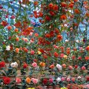 꽃망울피아노 앞 이미지