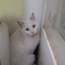 중산간동로 이미지