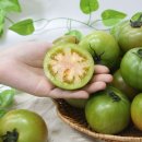 토마토 이미지
