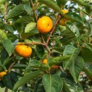 경상남도농업기술원 이미지