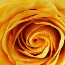Yellow 이미지