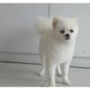 댄디애견 이미지