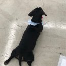 또리네 멍멍이 미용실 이미지