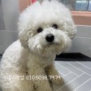 러블리펫샵 이미지