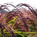 쇠똥구리마을 이미지