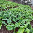 산골농장 이미지