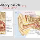 Anatomy 13_ hyoid, auditory ossicle, paranasal sinus, fontanelle, suture 이미지