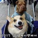 할리켄넬 | 2017 일산 킨텍스 케이펫페어 후기, 중기마루 다녀왔어요!