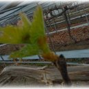 종일농원 이미지