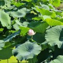 정천 마을회관 | 경북 칠곡 매원마을 7월 능소화 풍경