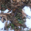 흰 눈 시처럼 내리시던 그 숲길은 ㅡ 무릉도원이었다네 1 이미지