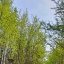 봄날-산책 이미지