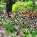 한라생태숲 유아숲체험원 이미지