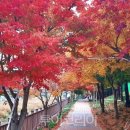 미남이네 이미지