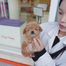 잘나가는 강아지 이미지