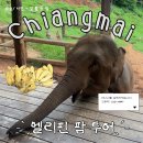 치앙마이 코끼리 투어 추천 ‘엘리핀팜’ 후기