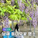 개화마을 | 경남 남해 봄여행 추천 냉천어촌체험마을 등나무꽃 명소 개화시기 총정리