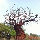 소리나무 이미지